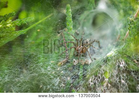 Labyrinth Spider (Agelena labyrinthica) in its web showing retreat behind it.
