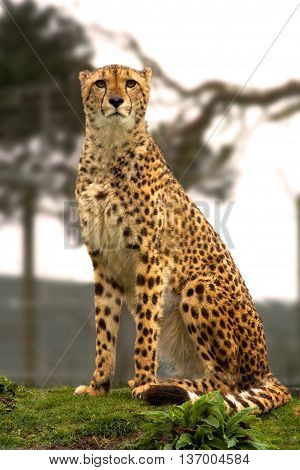 Head on Cheetah sitting looking into camera