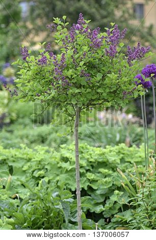 a small lilac tree trimmed real well