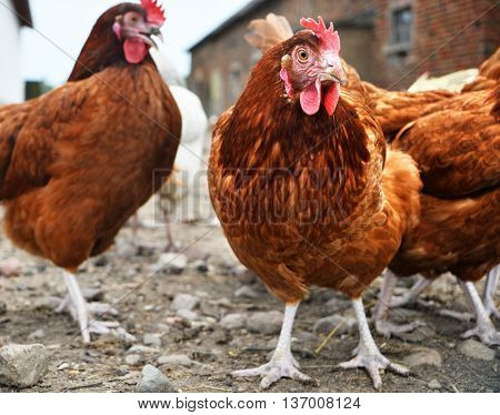 Chickens On Traditional Free Range Poultry Farm