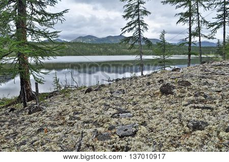 Water summer landscape surrounding the river Suntar in the Highlands of Oymyakon Yakutia Russia.