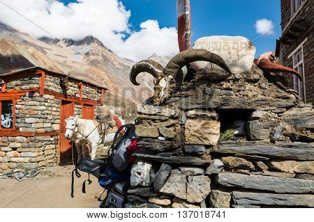 Yak skull on a stone pile. Tibetan animistic tradition.