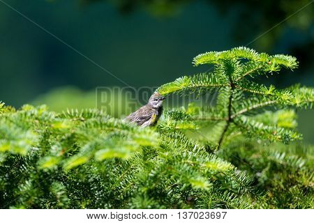 Yellow-rumped Warblers are impressive in the sheer numbers with which they flood the continent each fall. Trees fill with the streaky brown-and-yellow birds and their distinctive, sharp chips.