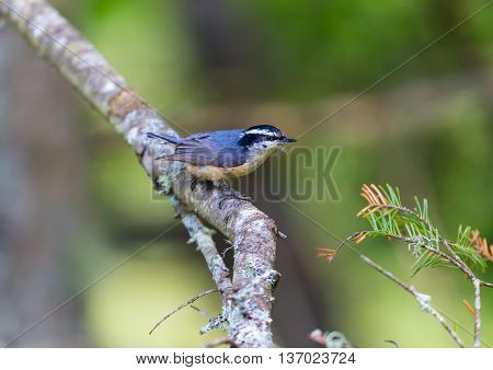 Red Bellied Nuthatch deep in a boreal forest in north Quebec Canada. These birds busily search the trees for insects and grubs and are also regular visitors to bird feeders.