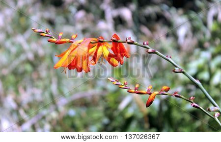 Flowering Crocosmia hybrid growing in New Zealand