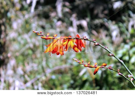 Flowering Crocosmia hybrid growing in New Zealand.