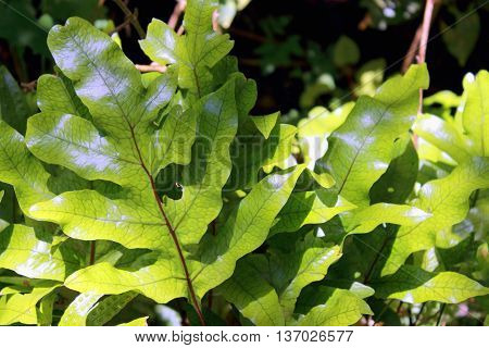Hounds Tongue Fern growing in a New Zealand forest