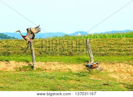 sand hill crane Wisconsin flying wildlife farmland