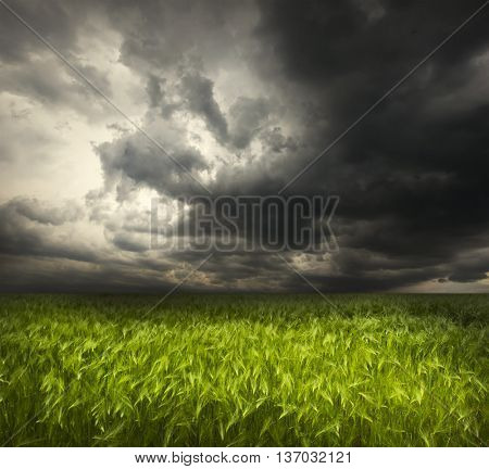 The beautiful landscape with field with green wheat and stormy sky with dark clouds