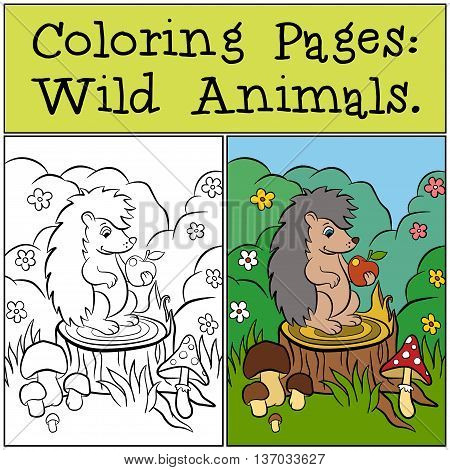 Little Cute Hedgehog Sits On The Stump And Looks At Apple.