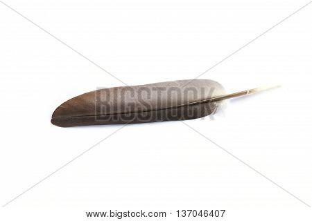 Close Up Bird Feather Texture