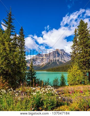 Solar cool morning in Rocky Mountains. Blossoming glade in the forest on Emerald Lake. Yoho National Park 