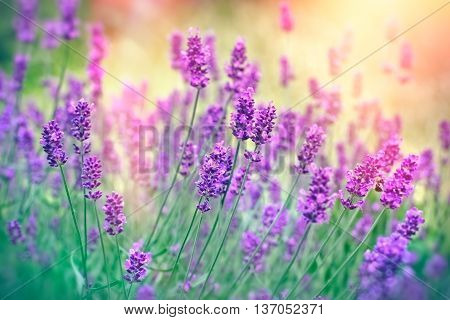 Soft focus on lavender flower, lavender flower in my flower garden