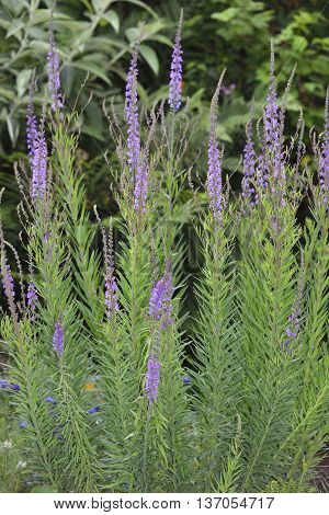 Purple Toadflax - Linaria purpurea Tall Purple Flower