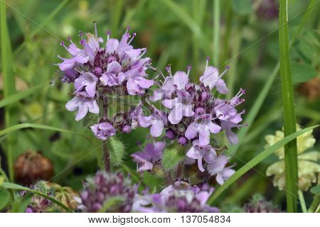 Wild Thyme - Thymus polytrichus Two Flower Heads