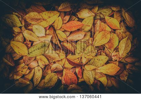 Autumn fall leaves background. Vintage dark toned effect