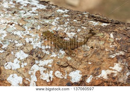Ulber's Gecko In Tropical Forest