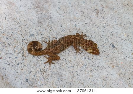 Ulber's Gecko In Tropical Forest
