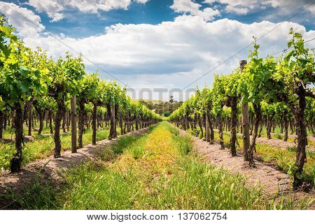 Grape vines in Barossa Valley South Australia.