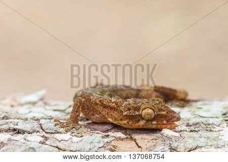 Ulber's Gecko In Tropical Forest