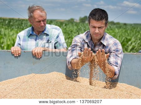 Farmers Looking At Wheat Grain
