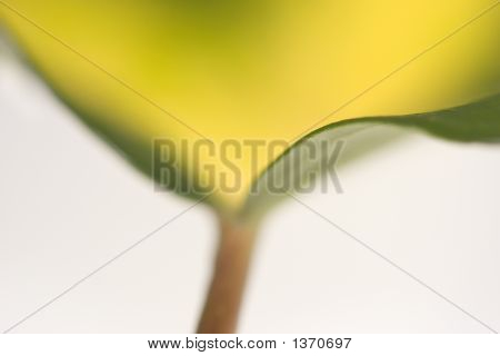Leaf