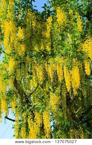 Yellow Acacia tree in bloom with blue sky.