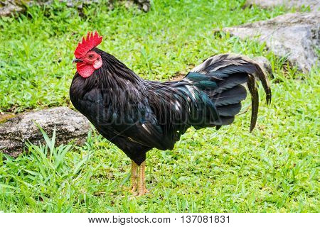 The wild feral chicken has large numbers because of the lack of predators on the island of Bermuda.