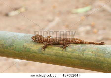 Ulber's Gecko In Tropical Forest