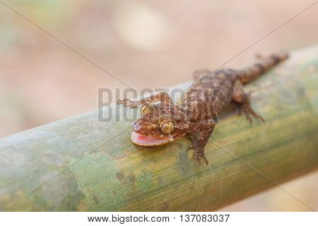 Ulber's Gecko In Tropical Forest