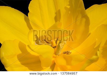 Tulip Anthers With Pollen Grains Of Yellow Tulip Flower.