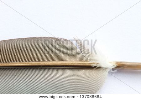 Close Up Bird Feather Texture