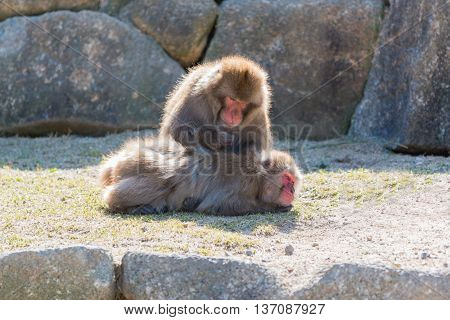 Macaca Fuscata Or Japanese Macaque Relaxing.
