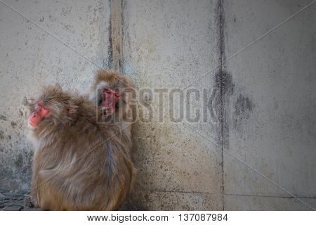 Macaca Fuscata Or Japanese Macaque Relaxing.