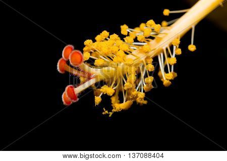 Hibiscus Flower Showing Pollen Details Close Up.