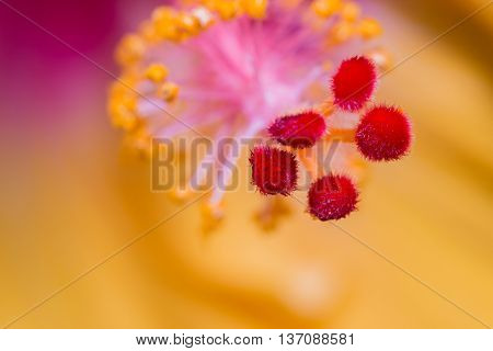 Hibiscus Flower Showing Pollen Details Close Up.