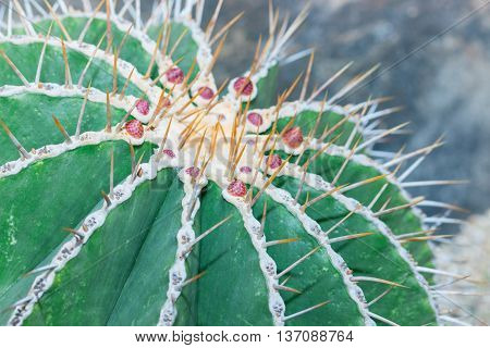 Cactus Close Up Of Globe Shaped Cactus With Long Thorns.