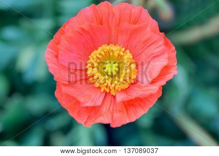 Close Up Of A Red Iceland Poppy(scientific Name Papaver Nudicaule)