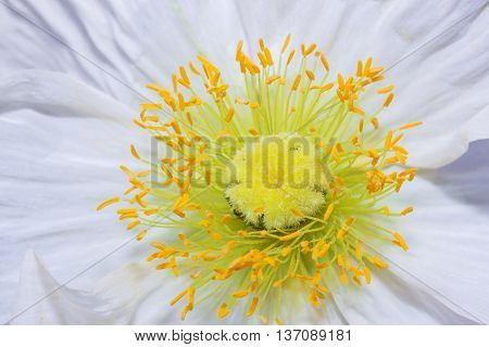 Close Up Of A White Iceland Poppy (scientific Name Papaver Nudicaule)