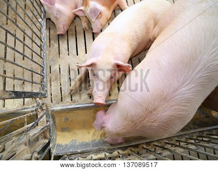 Fat Pigs And Sows Eat In Livestock Of The Farm