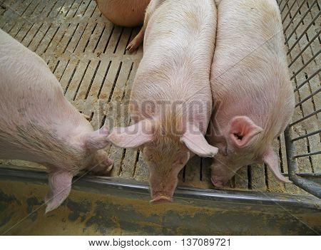 Fat Pigs And Sows Eat In Livestock Of The Farm