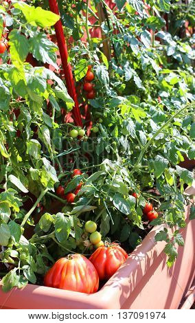 Plants Of Red Tomatoes In The Garden Urban Of A Little Apartment