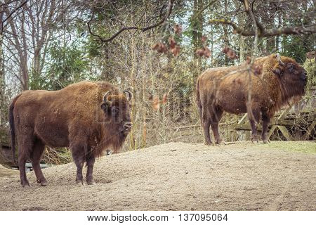 European Bison (bison Bonasus)