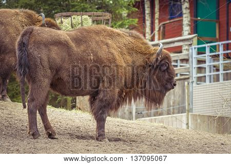 European Bison (bison Bonasus)