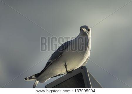 Seagull. Seagull sitting outside. Seagull standing alone.
