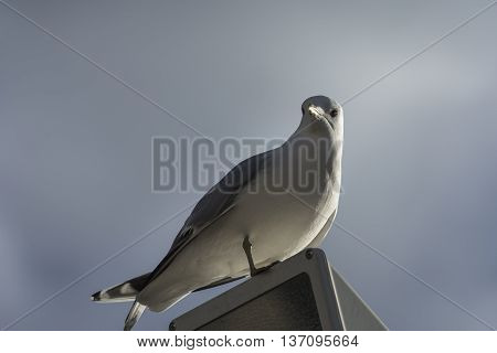 Seagull. Seagull sitting outside. Seagull standing alone.