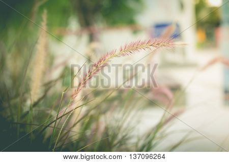Wild grass in the garden (vintage effect)