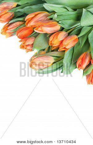 Bouquet from spring tulips on a white background