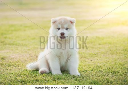 Cute siberian husky puppy lying and looking on green grass
