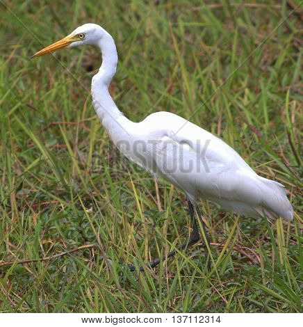 breeding intermediate egret, marsh near Thale Noi, Thailand